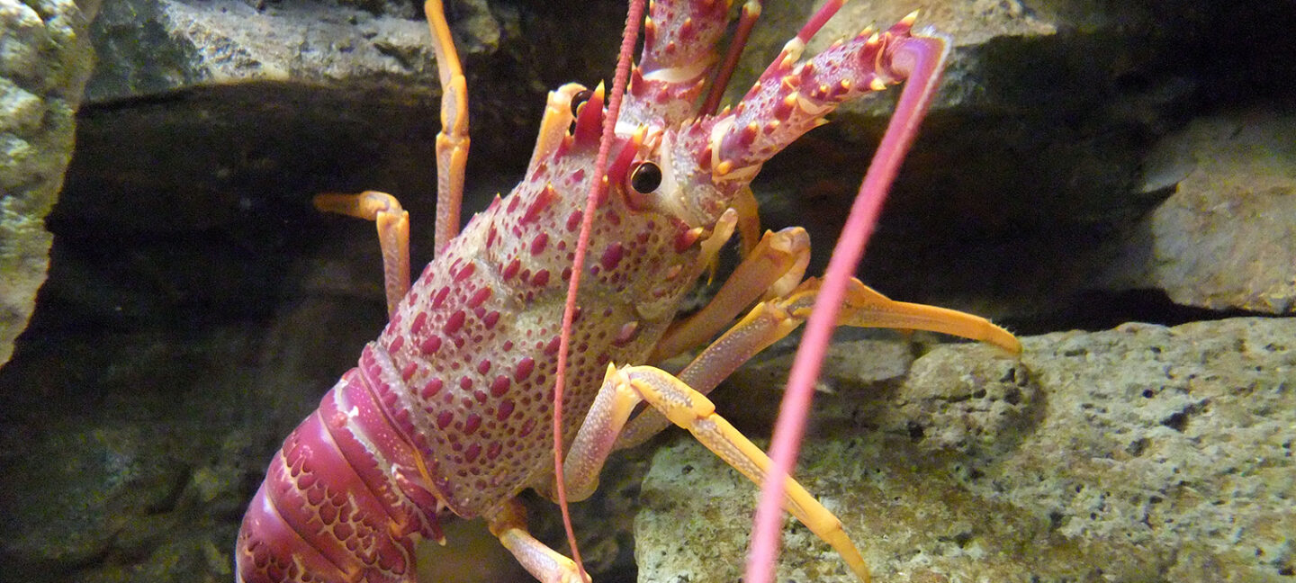 rock lobster