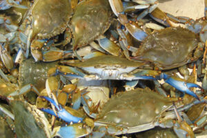 blue crabs
