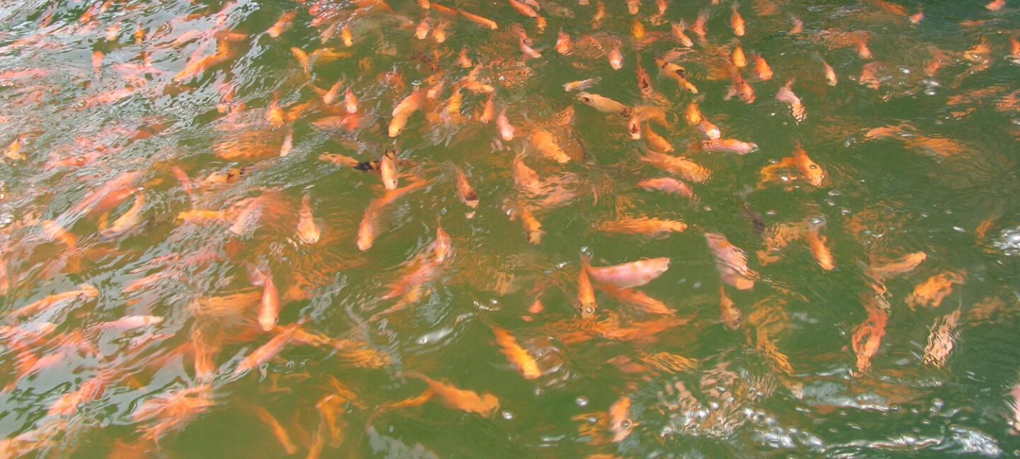 farmed tilapia