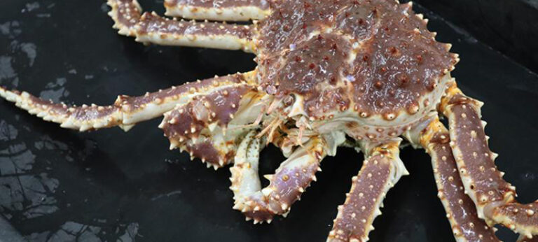 king crabs