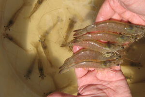 Application of the general welfare index for Pacific white shrimp during pond grow-out