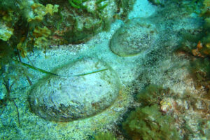 A global IUCN Red List assessment of abalones at risk in a changing climate