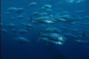 Relationship between, and prediction of, the annual catch of bigeye tuna and climate factors