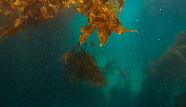 seaweed farming