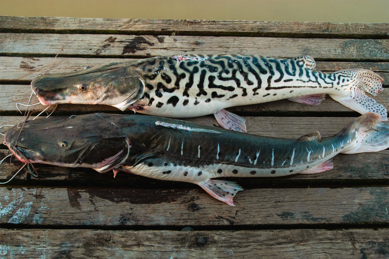 Study: Accessible Amazon fishes provide win-wins for conservation and ...