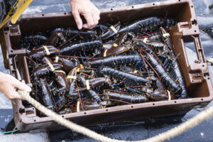 Spotlight on crustacean welfare: How the UK is showcasing ways to improve practices and consumer trust