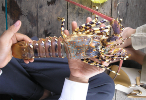 Fisheries genomics key to support conservation, fisheries management and trade of widely distributed spiny lobsters