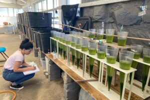 Estimating total suspended solids in bioflocs by turbidity