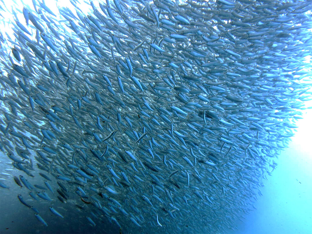 Article image for Impact of climate change and economic development on the catches of small pelagic fisheries