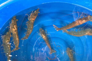 From bees to shrimp: How buzz around innate immunity could reshape production and disease prevention in shrimp aquaculture