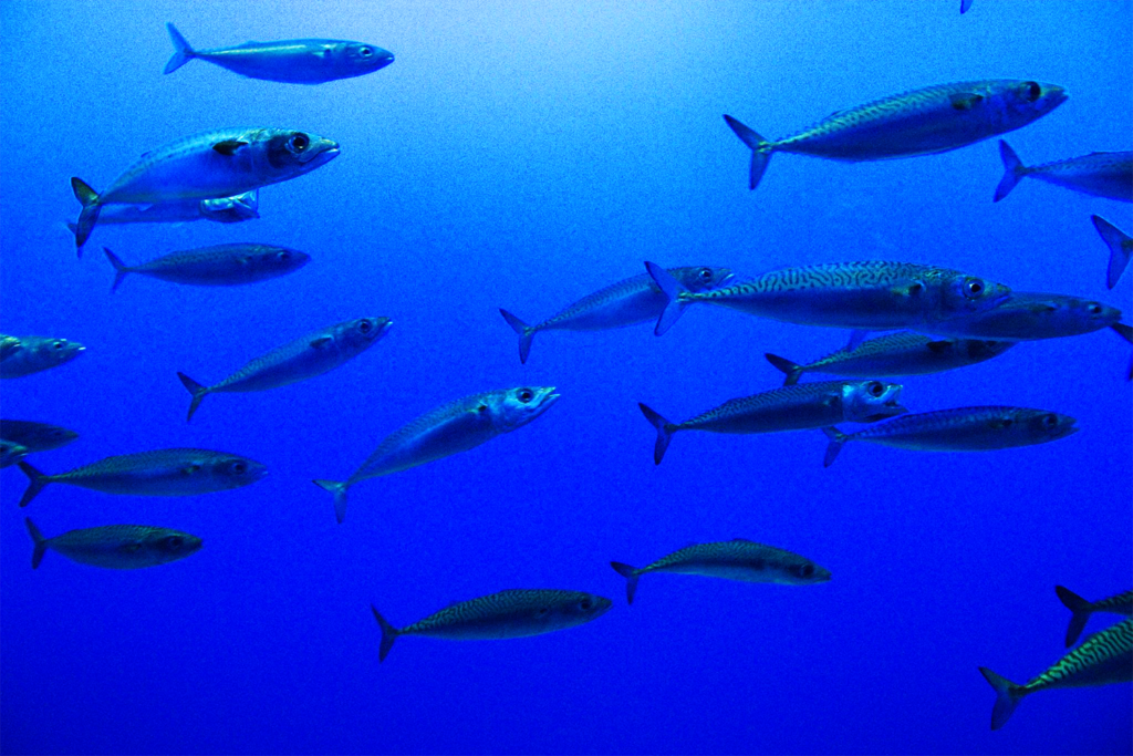 Article image for Projecting the shift of chub mackerel spawning grounds from climate change in the Western North Pacific Ocean