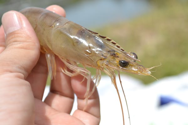 Article image for Another UK supermarket chain makes shrimp sourcing commitments regarding eyestalk ablation and electrical stunning