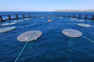 Biodegradable fish aggregating device may help tuna fisheries cut plastic pollution