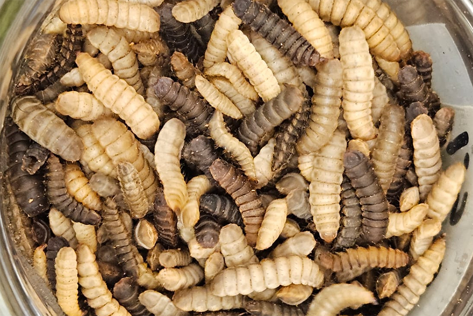 Article image for Investigación propone la harina de larvas de mosca soldado negra como aditivo alimentario funcional, en lugar de como ingrediente principal en la dieta de los alimentos acuícolas