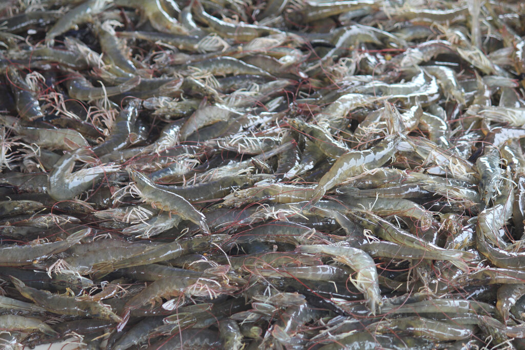 Article image for Encuesta sobre prácticas de gestión dirigida a productores y expertos Europeos en camarones