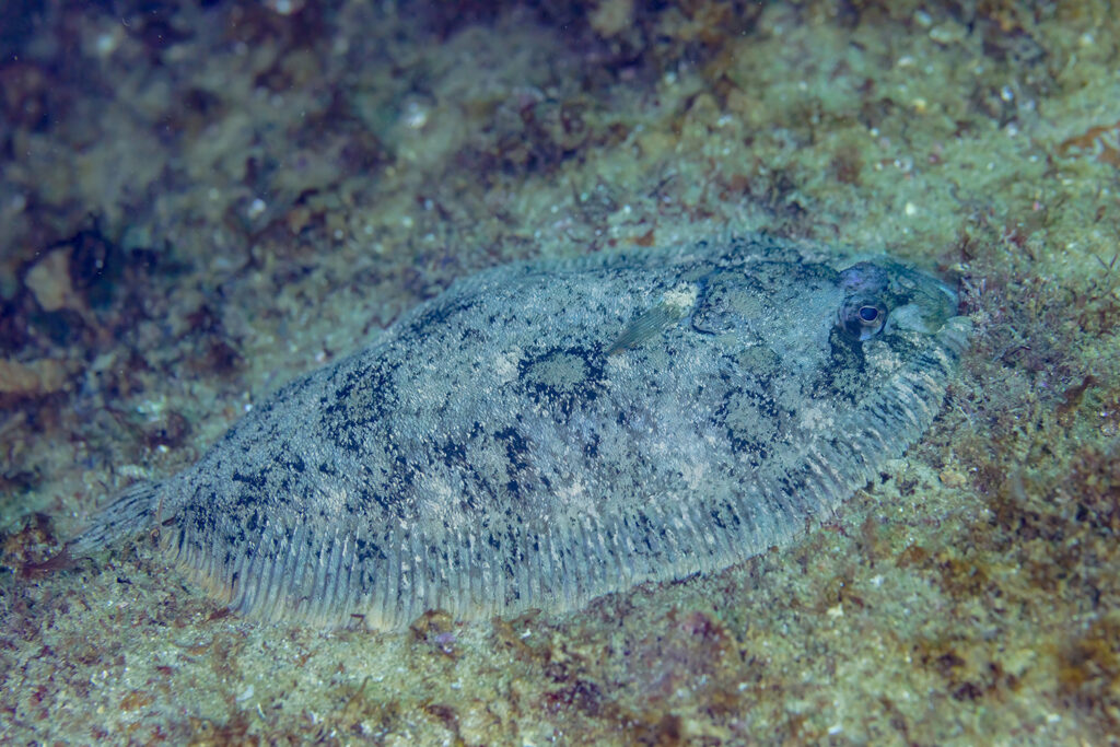 Article image for Evaluating the catch efficiency for common sole with the mandatory trawl gear used in the Kattegat Sea