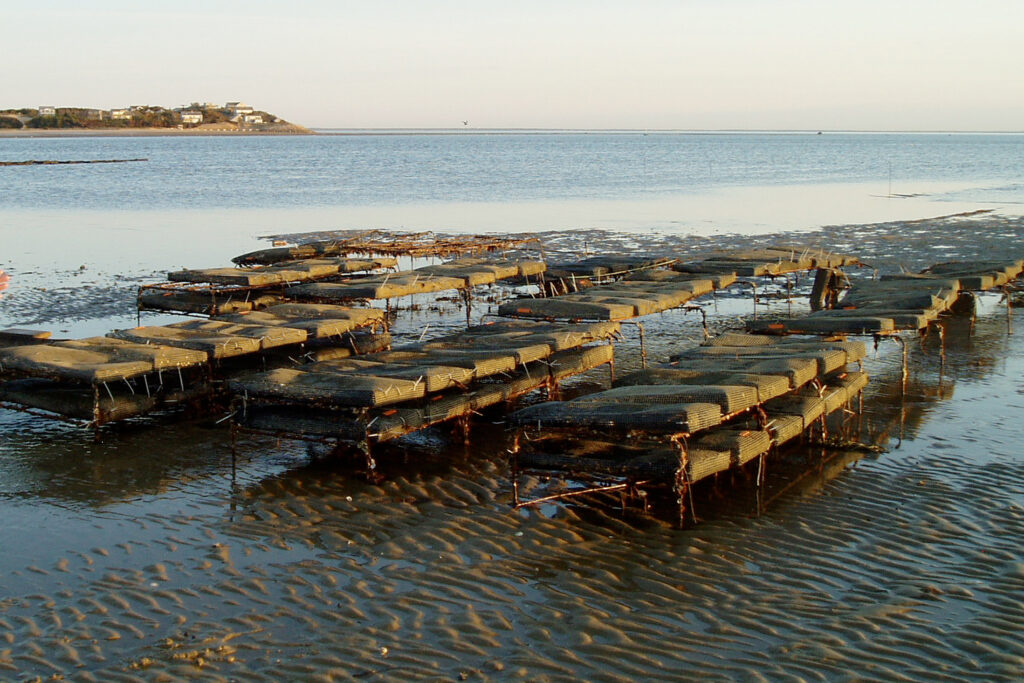Article image for El calentamiento de los océanos aumenta la preocupación por las enfermedades transmitidas por los alimentos relacionadas con Vibrio
