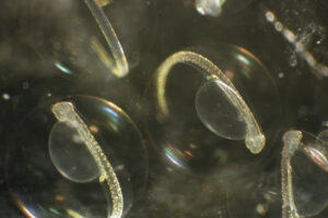 Investigating population abundance estimations for ichthyoplankton in the Yellow Sea