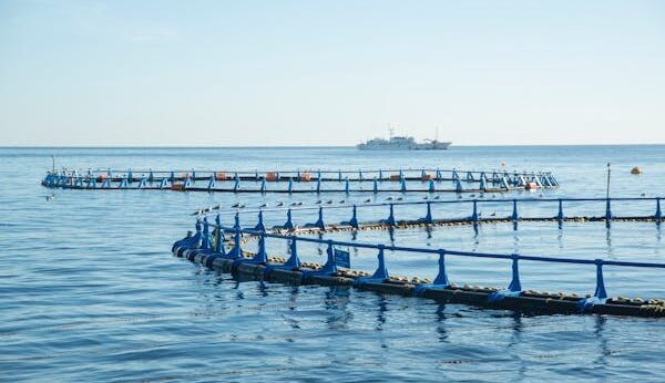 antibiotics in aquaculture