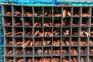 Crustacean ‘hotel rooms’ seen as food waste and quality solutions for Norway’s small fishing boats
