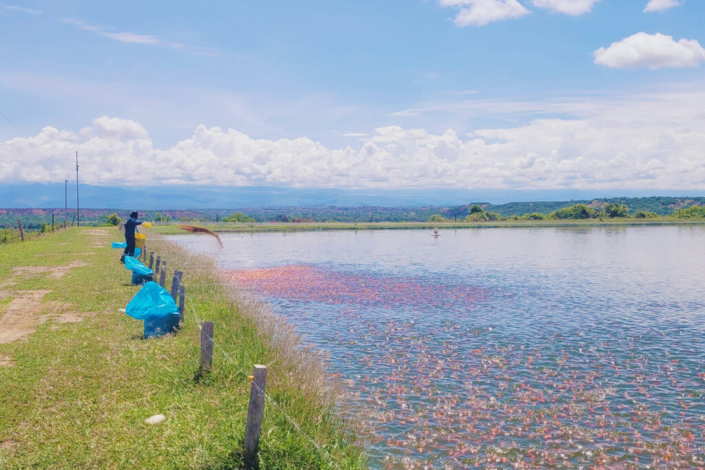 Article image for AI Advancements in Aquaculture: New Software Tools Meet Data Management Challenges