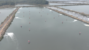 Study uses passive acoustic monitoring to quantify effects of temperature, ammonia and nitrite nitrogen on Pacific white shrimp feeding