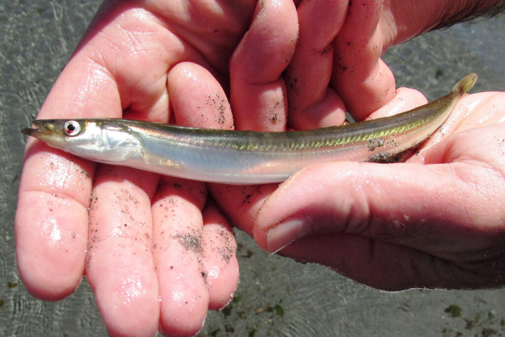 Article image for Effects of anthropogenic noise on prey quality of the forage fish Pacific sand lance