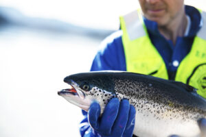 alternative feed ingredients