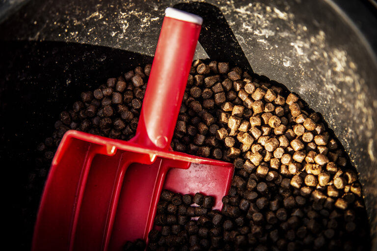 Article image for Fishmeal and fish oil alternatives are here but a greater scale is needed for true impact