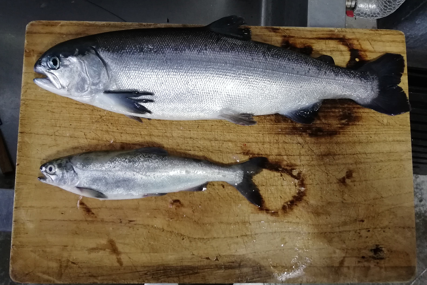 sockeye salmon
