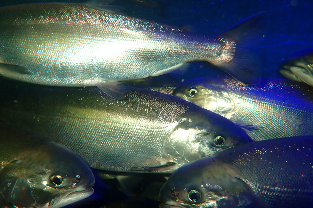 Article image for With water treatment tech, has Japanese collaborative cracked the code on sockeye salmon farming?