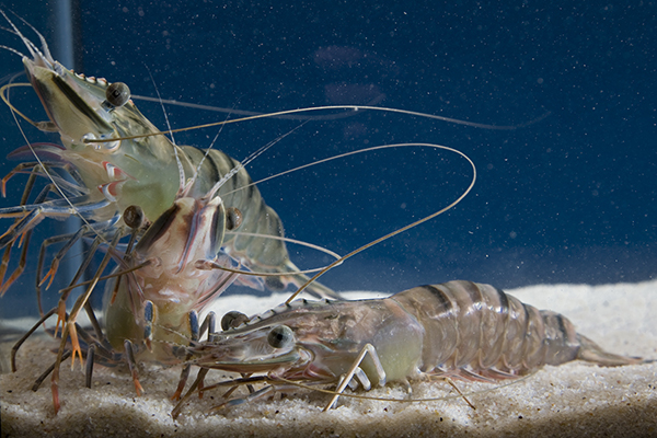 Article image for CSIRO to host 2026 international aquaculture nutrition conference in Darwin, Northern Territory, Australia