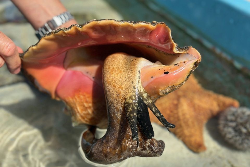 Responsible Seafood Innovation Award finalist: How FAU’s mobile ...