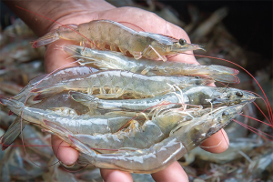 Evaluating the effect of vitamin C on reproductive and physiological characteristics of male broodstock of Pacific white shrimp