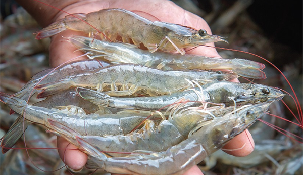 Pacific white shrimp