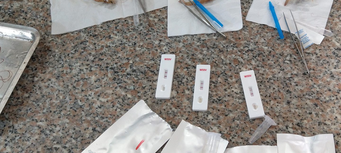 white spot syndrome virus