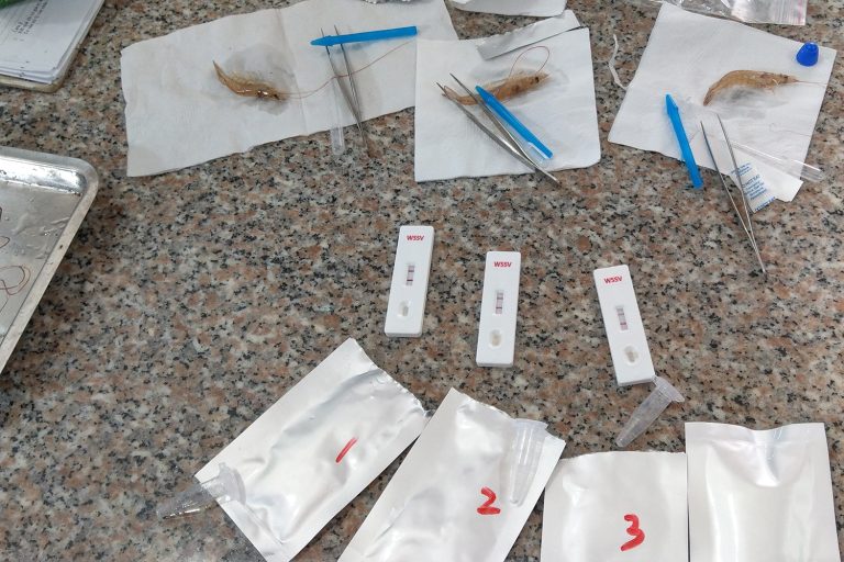 Article image for Responsible Aquaculture Innovation Award Finalist: Can InnoCreate Bioscience completely reform pondside white spot syndrome virus detection on shrimp farms?