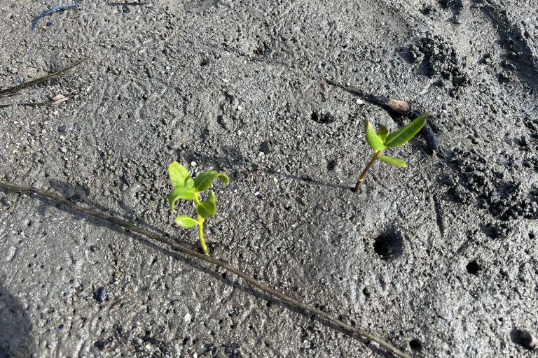 Article image for “Encontramos una manera de abordar estos desafíos”: Cómo los productores de camarón están rediseñando sus granjas para apoyar la restauración de manglares y la resiliencia costera