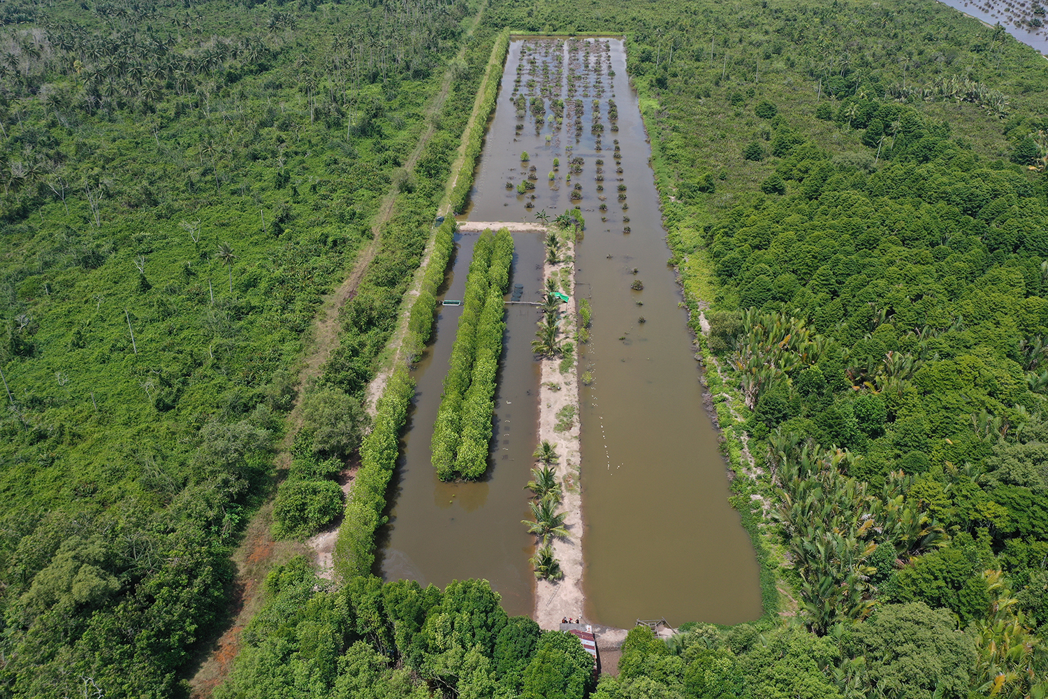 mangrove restoration