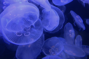 A qualitative systematic review of jellyfish mitigation for net-based fisheries