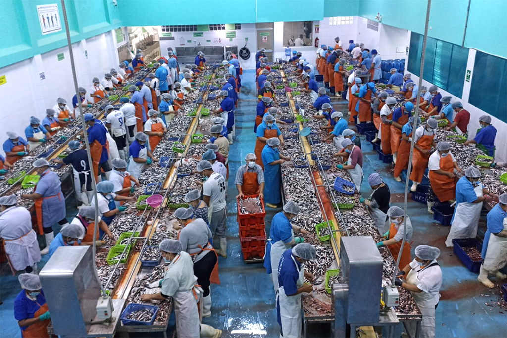 Article image for Responsible Seafood Innovation Awards: Anchoveta for all – Peru’s Fisheries Association for Human Consumption drives food security and better livelihoods for fishers