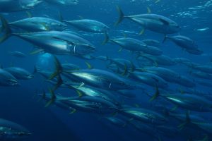 Using environmental DNA metabarcoding to identify and monitor pelagic fish biodiversity in the Western Indian Ocean