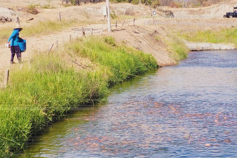 Article image for How Real-Time Monitoring Transforms Feed Efficiency in Precision Aquaculture