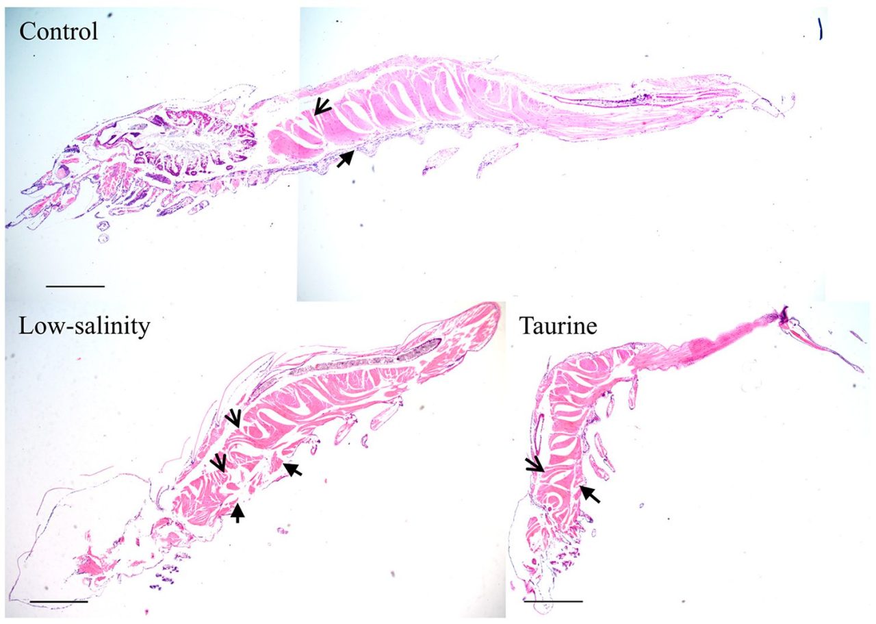 Postlarvae Fish Dietary taurine supplementation improves resistance to low salinity ...