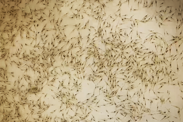 Article image for La suplementación con taurina en la dieta mejora la resistencia al estrés por baja salinidad en postlarvas de camarón blanco del Pacífico