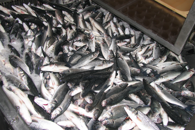 Article image for Multi-species assessment of the economic feasibility of implementing electrical stunning for farmed fish in the EU