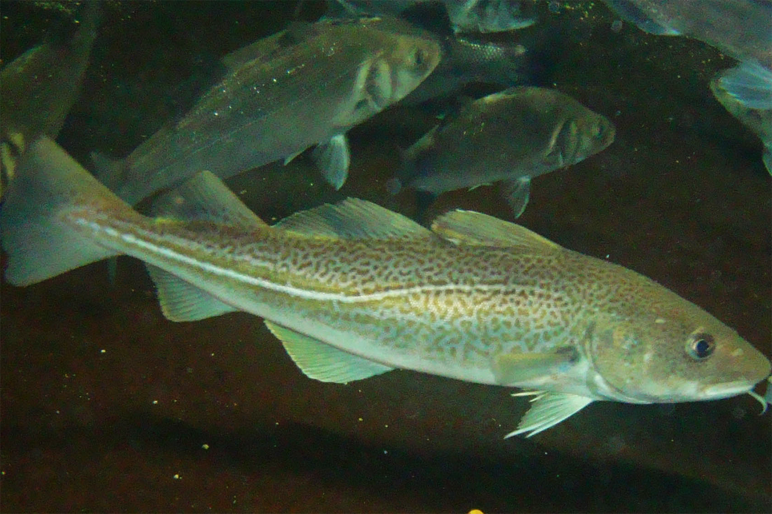Atlantic cod