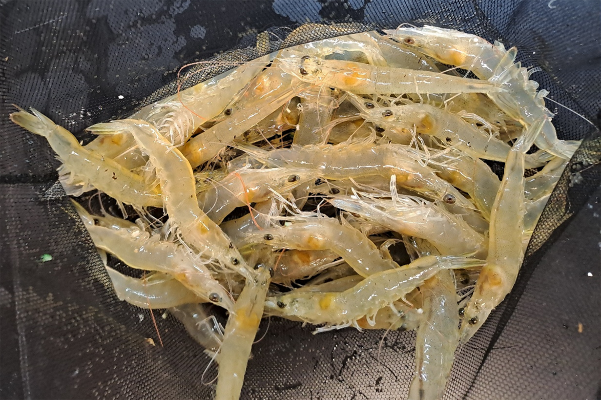 Pacific white shrimp