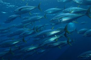 A deep learning model for short- and medium-term predictions of spatiotemporal distribution of marine fishing effort