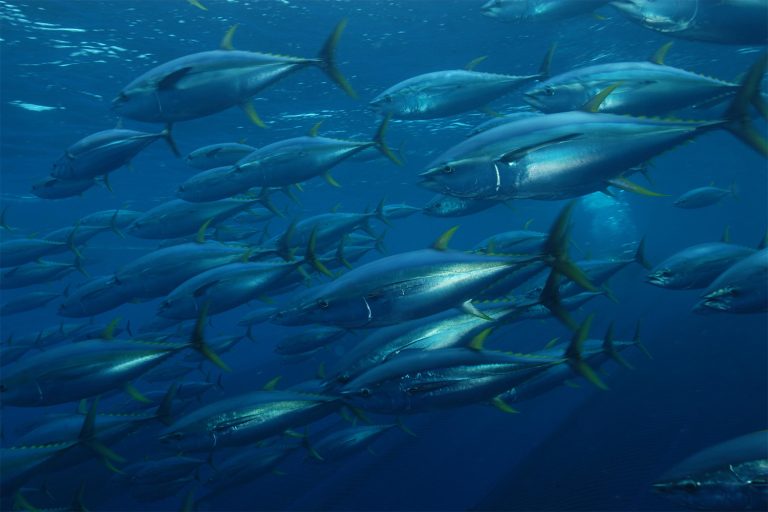 Article image for A deep learning model for short- and medium-term predictions of spatiotemporal distribution of marine fishing effort